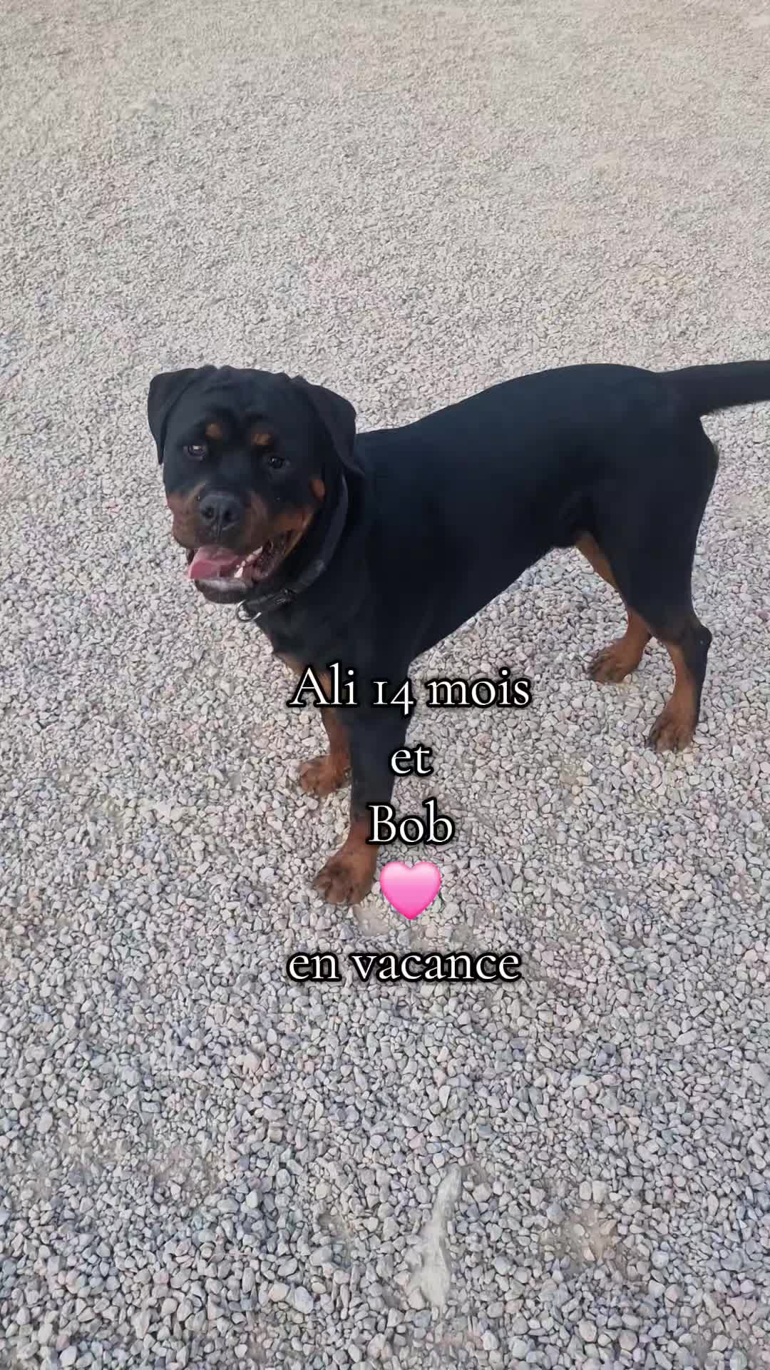 @Laetitia FACHETTi Rottweiler