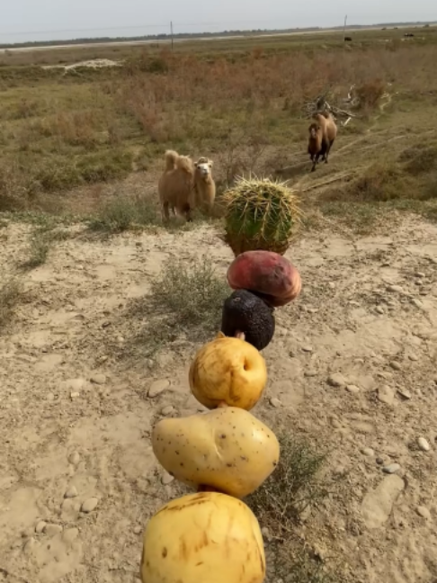 @Gislason Camel