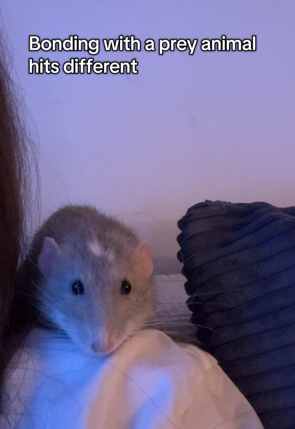 @Roxy’s rats