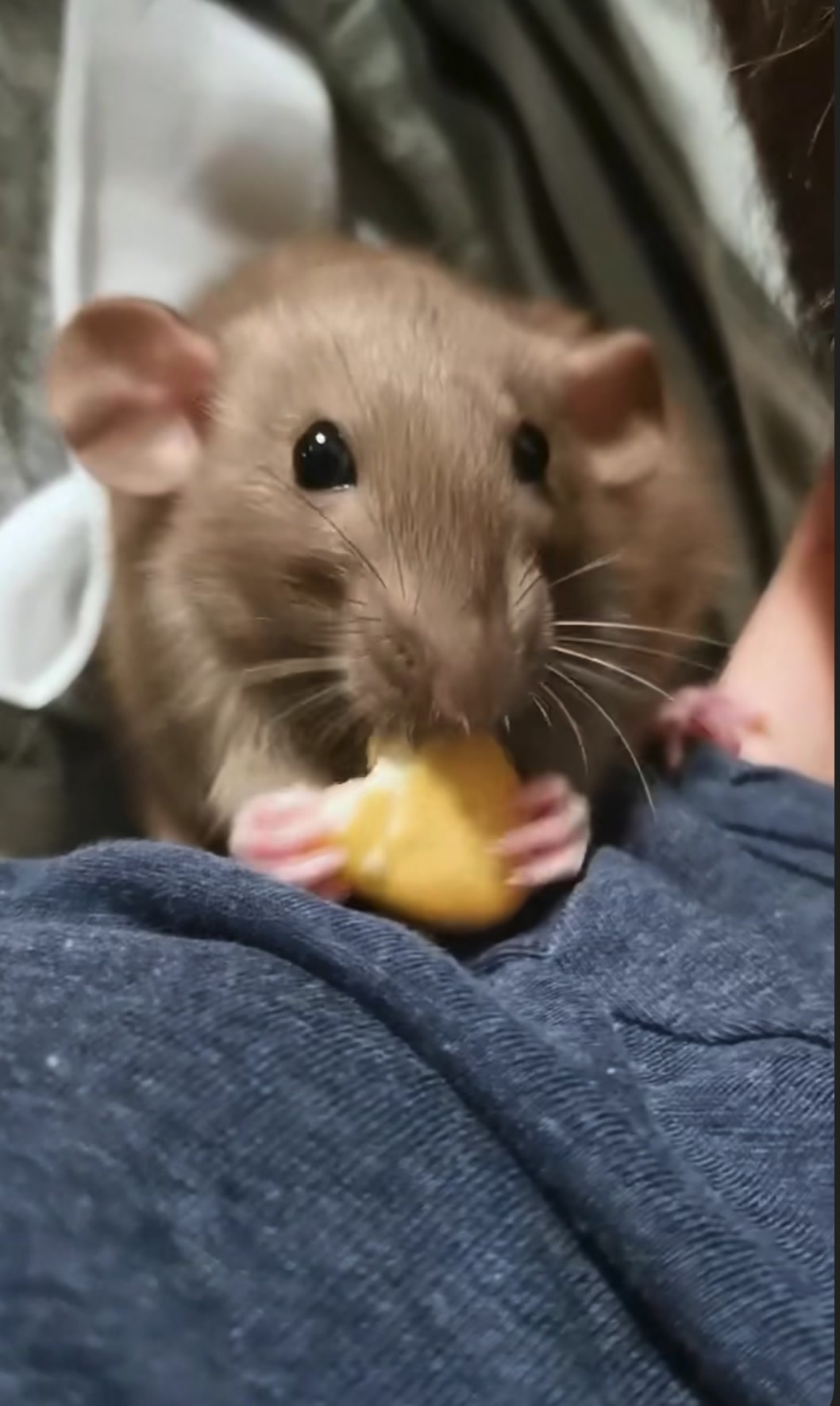 @Gargamel L'Féroce 🐀✨