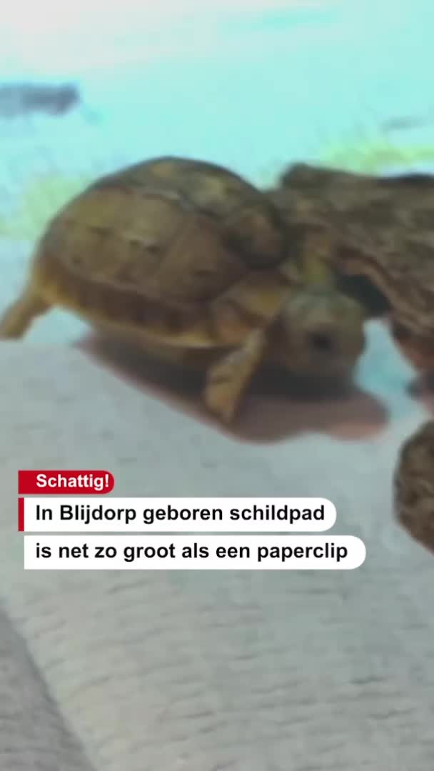 @De Stentor