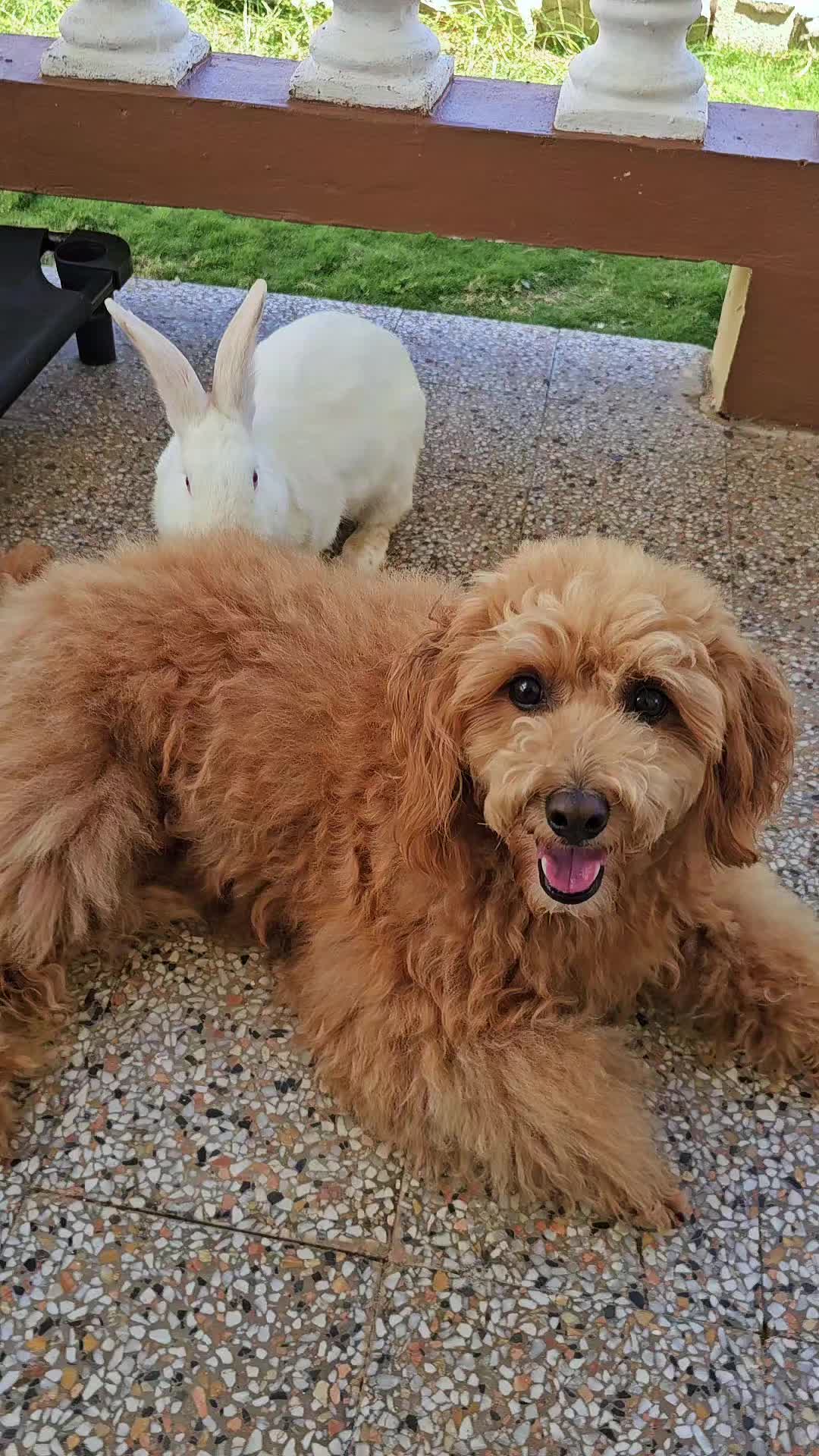 @MixedPetCollective