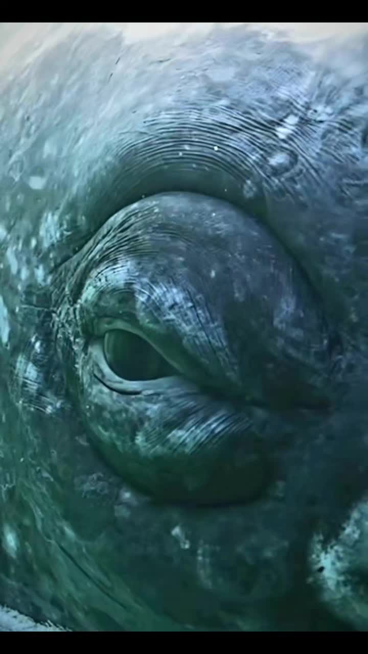@Whale - life in ocean