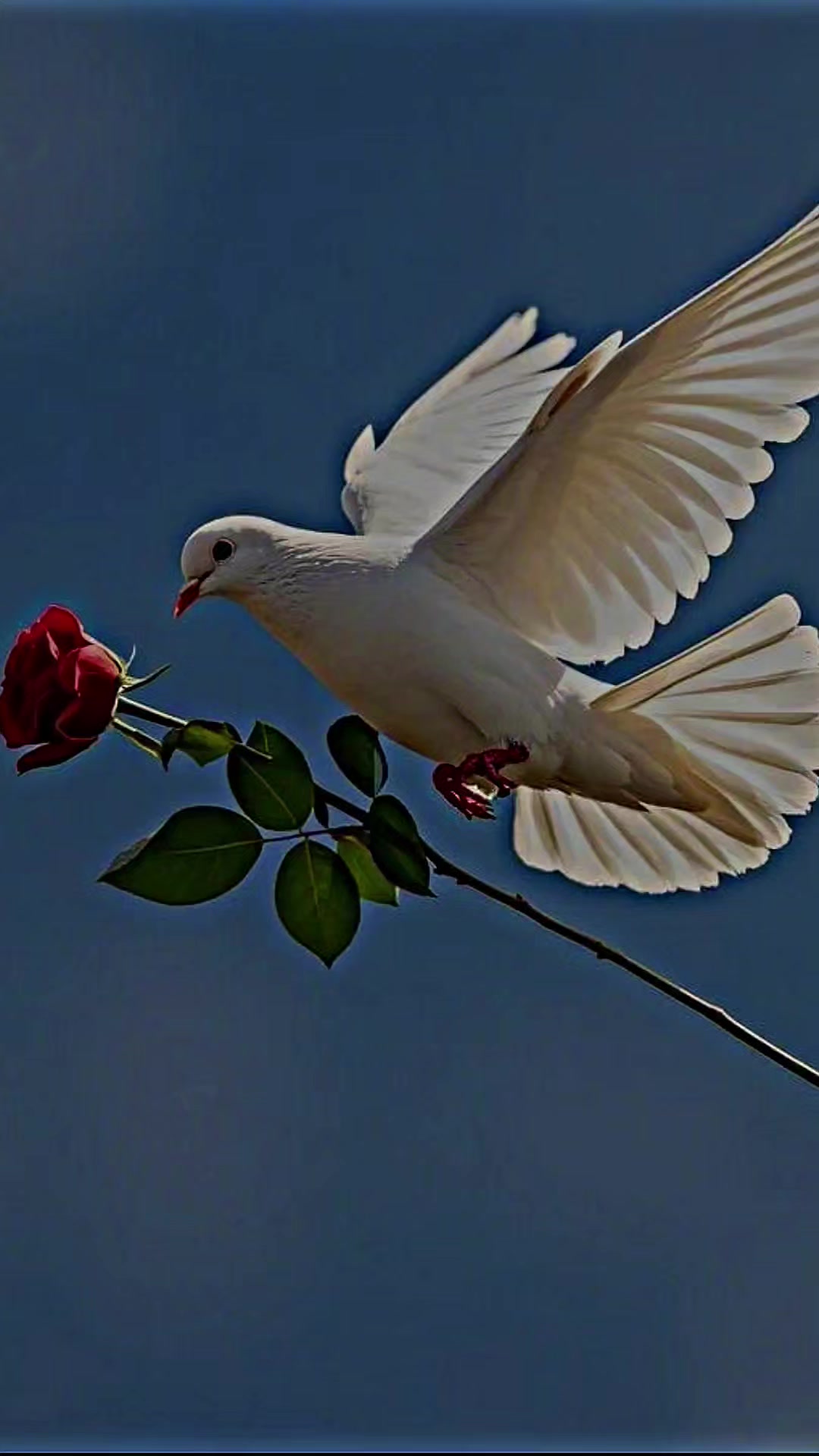 @⚘️ سـتـوريـات ☘️
