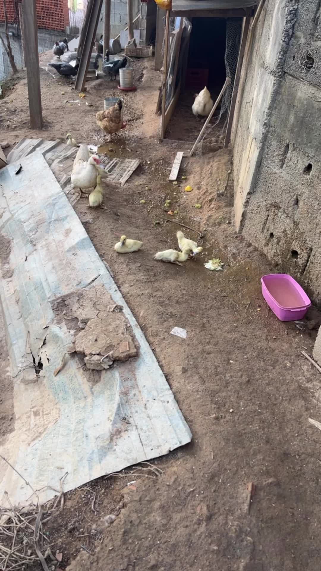 @Galinhas da Brandão 🐓🐣🐥🪿🥰