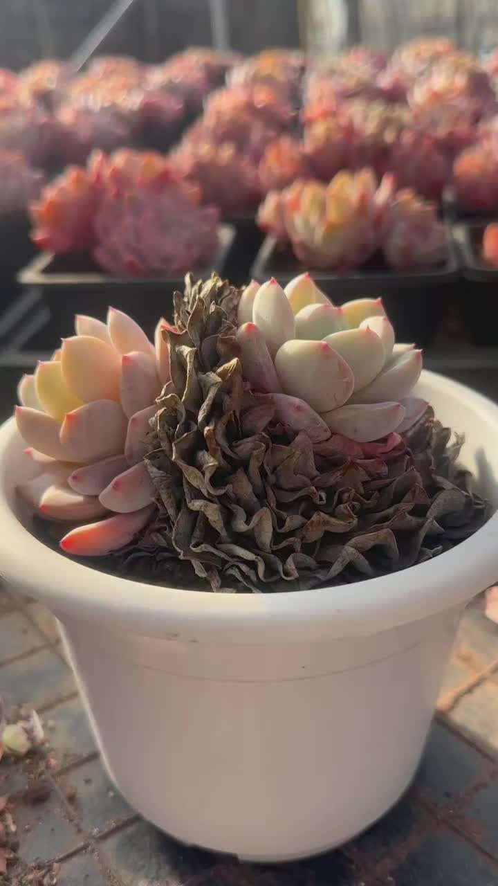 @LushSuccs