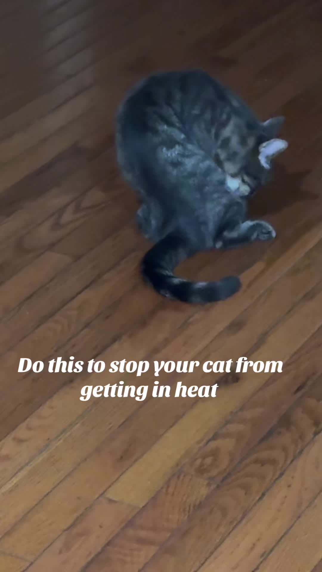 @Bree Williams/Content Creator