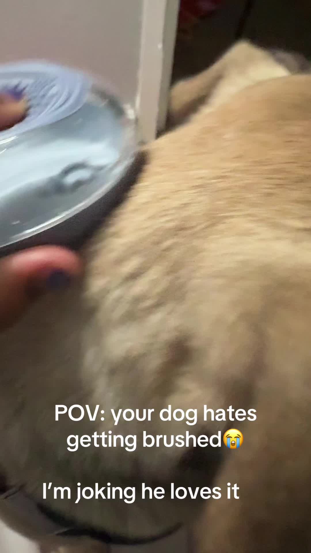 @Animal life 🐾