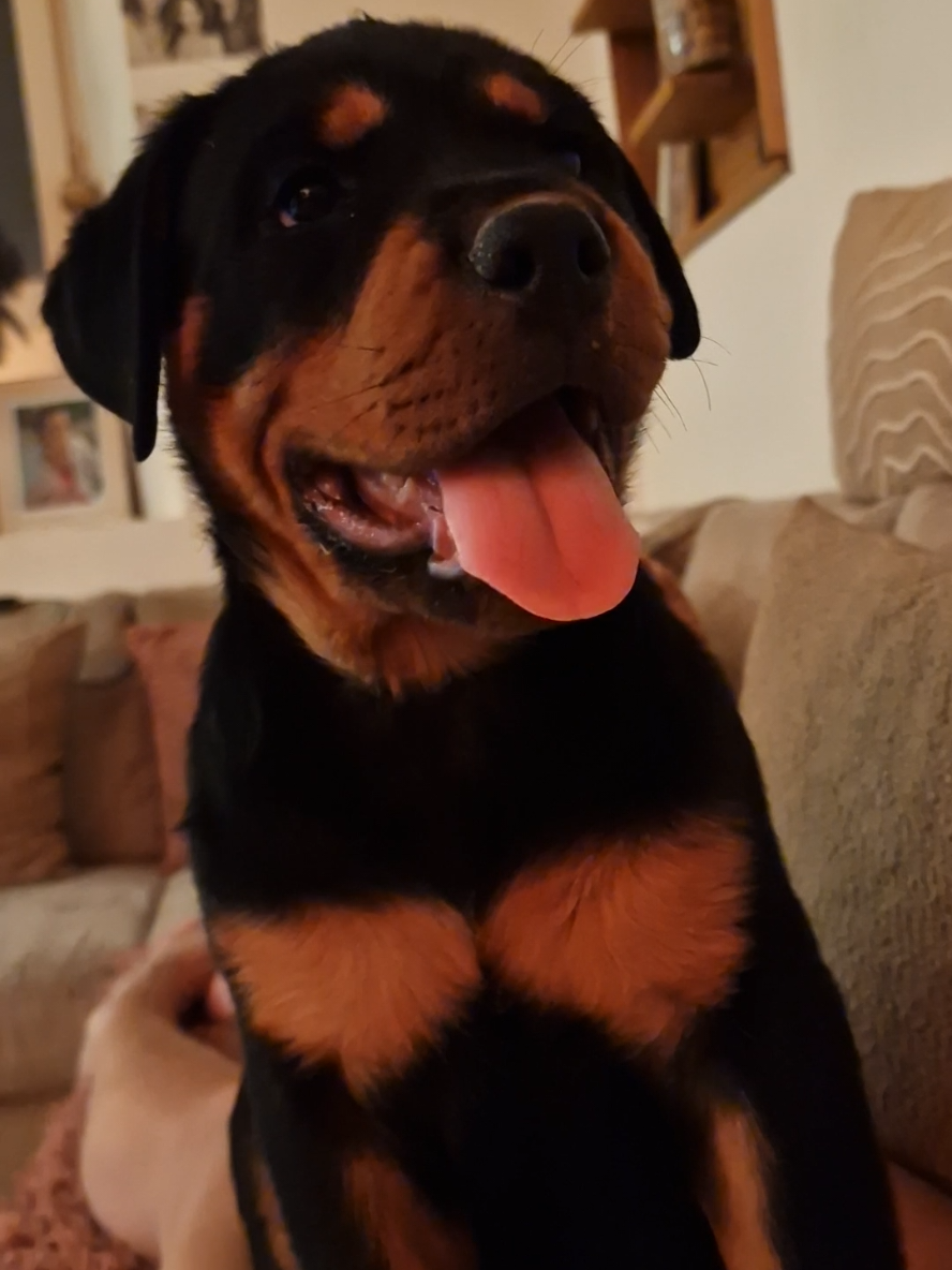 @Laetitia FACHETTi Rottweiler