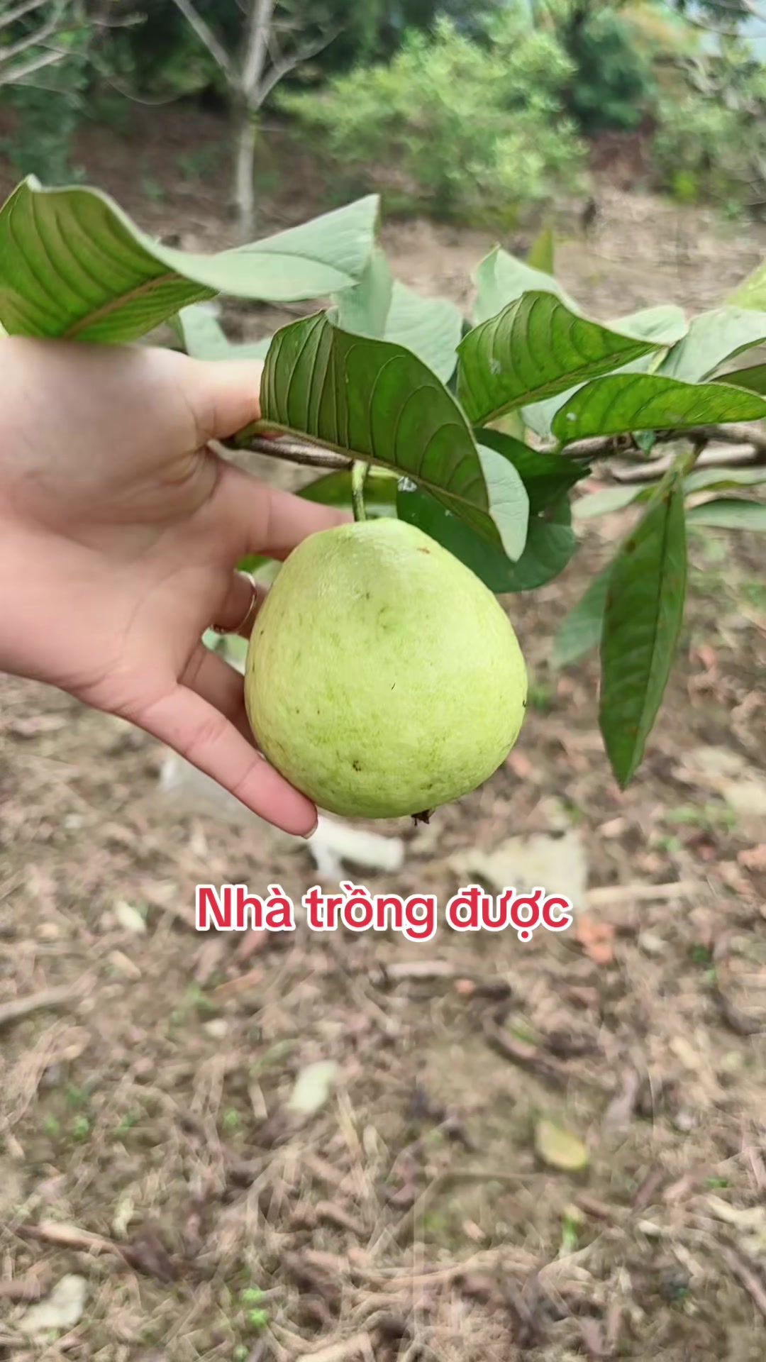 @N&ocirc;ng Lệ 236