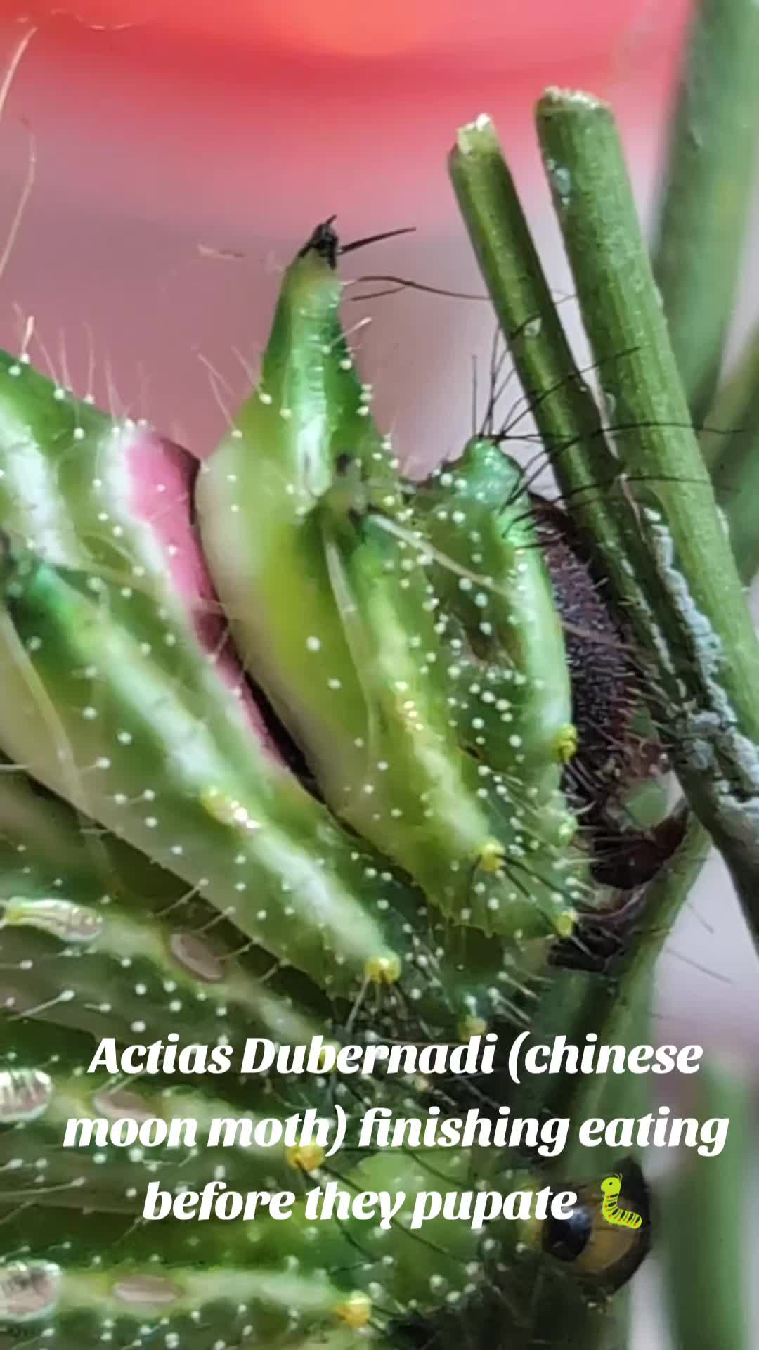 @PapilioDani