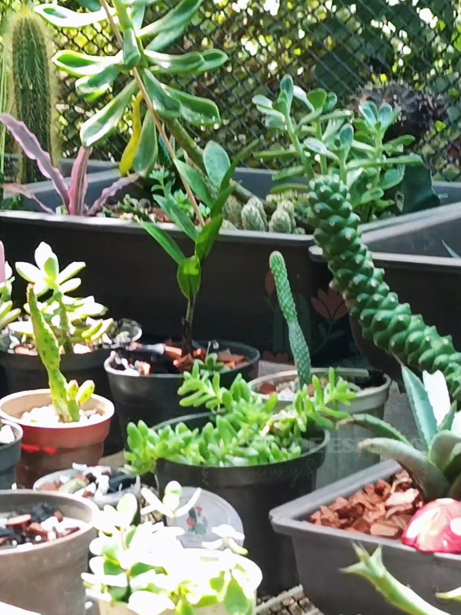 @CACTUS JARDIN DE ESPINAS