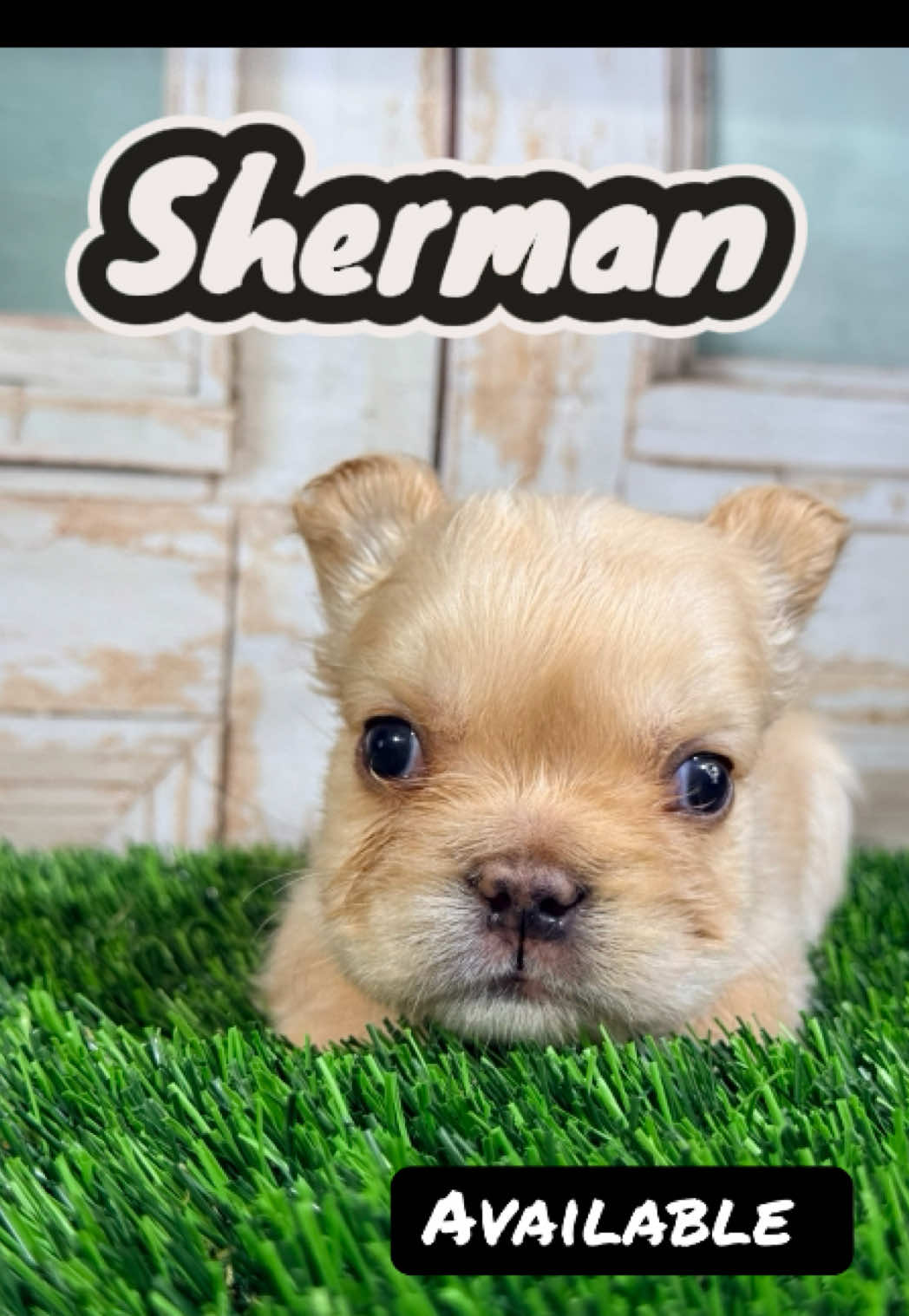 @FriendlyFrenchiesOC
