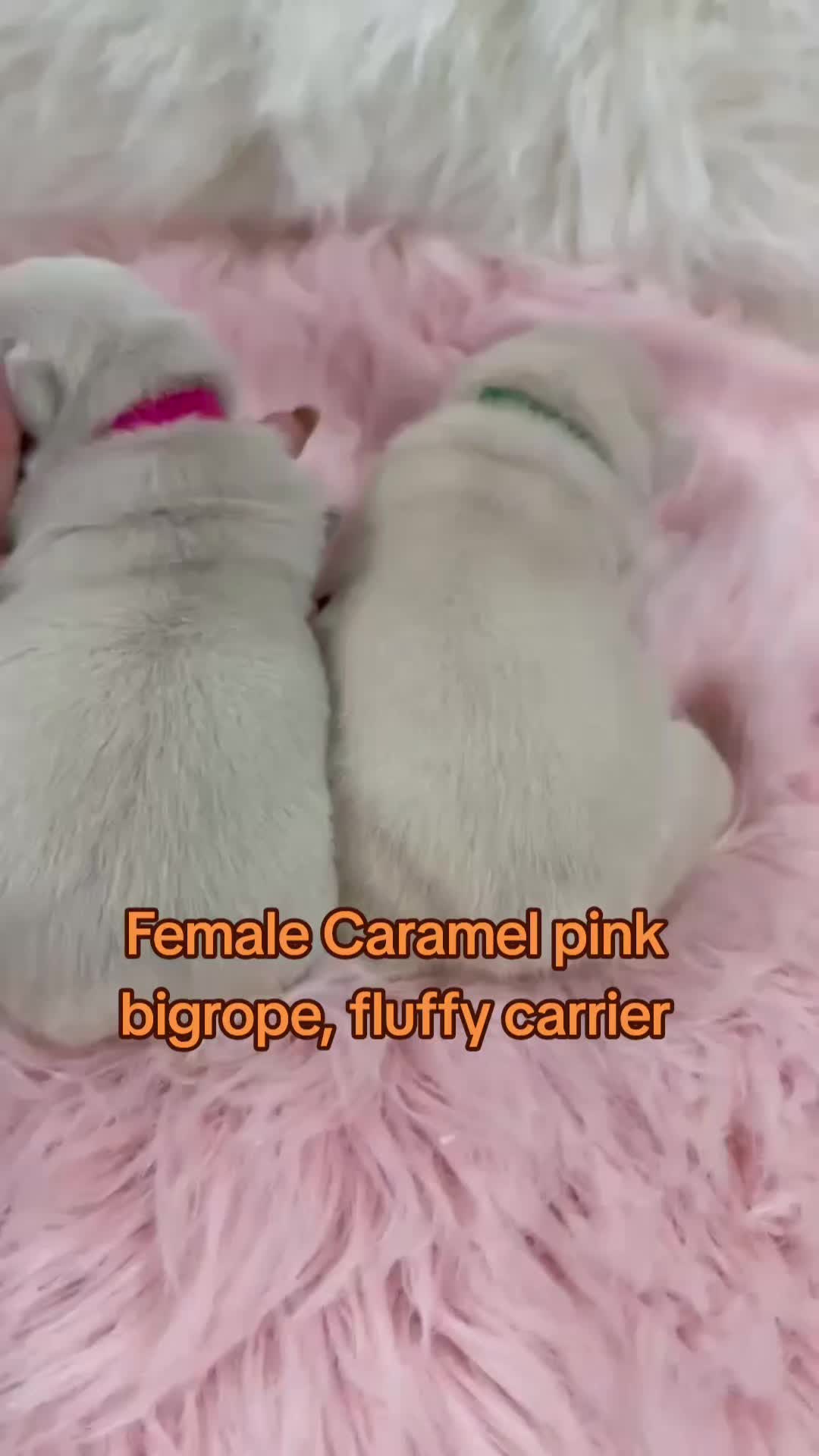 @Tommy_Yari_Frenchie