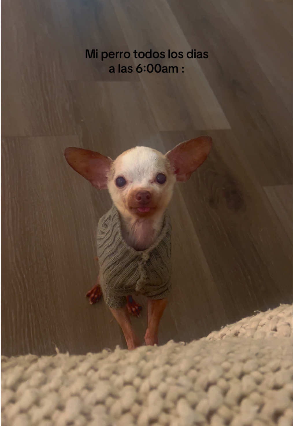 @Dobby_elchihuahua