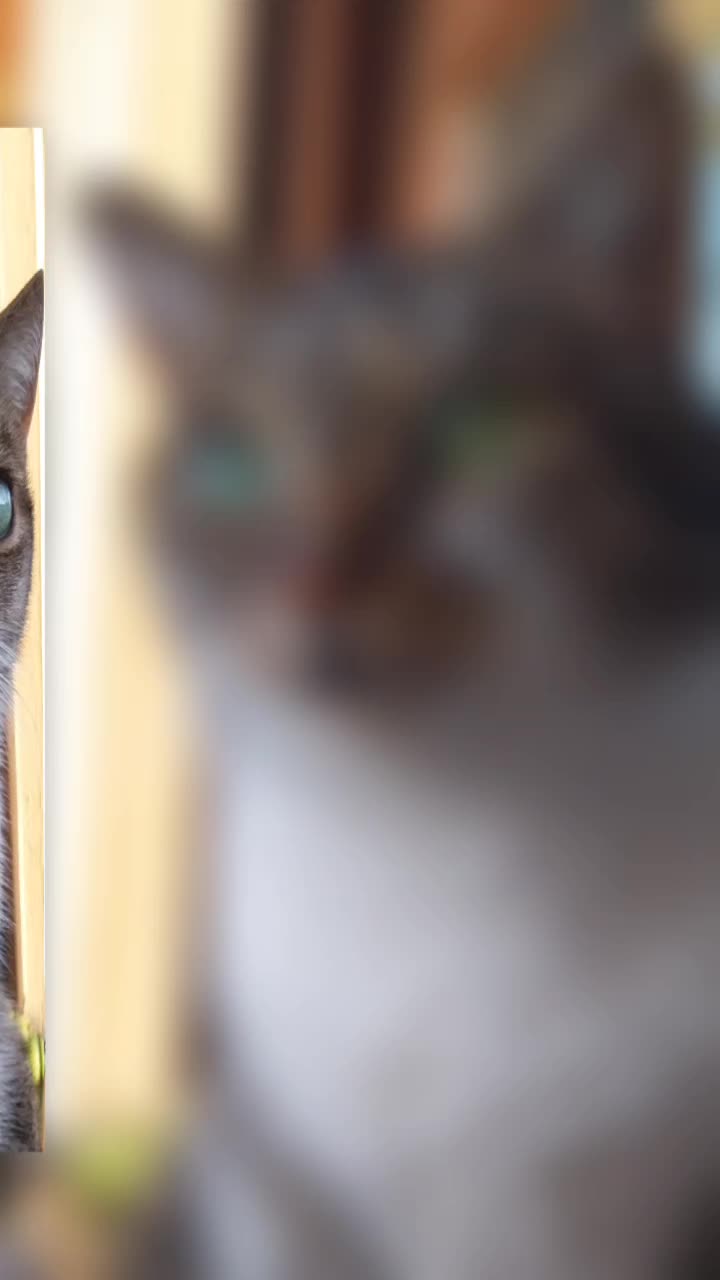 @Scotty🐱🐾🐱🐾 🐱🐾🐱🐾🐱🐾