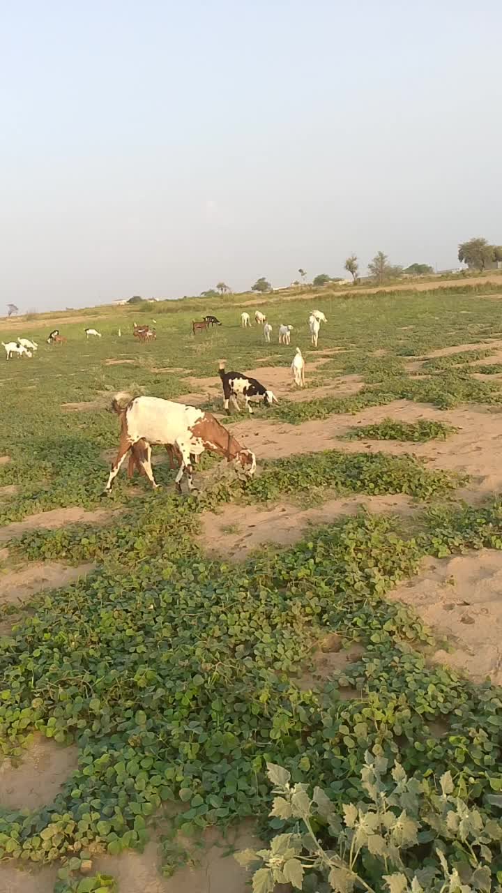 @Mubeen Malik