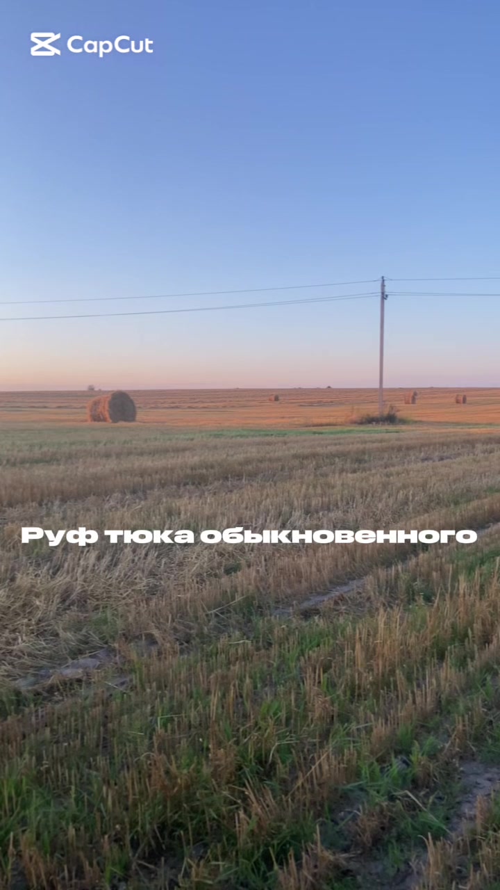 @qwersik