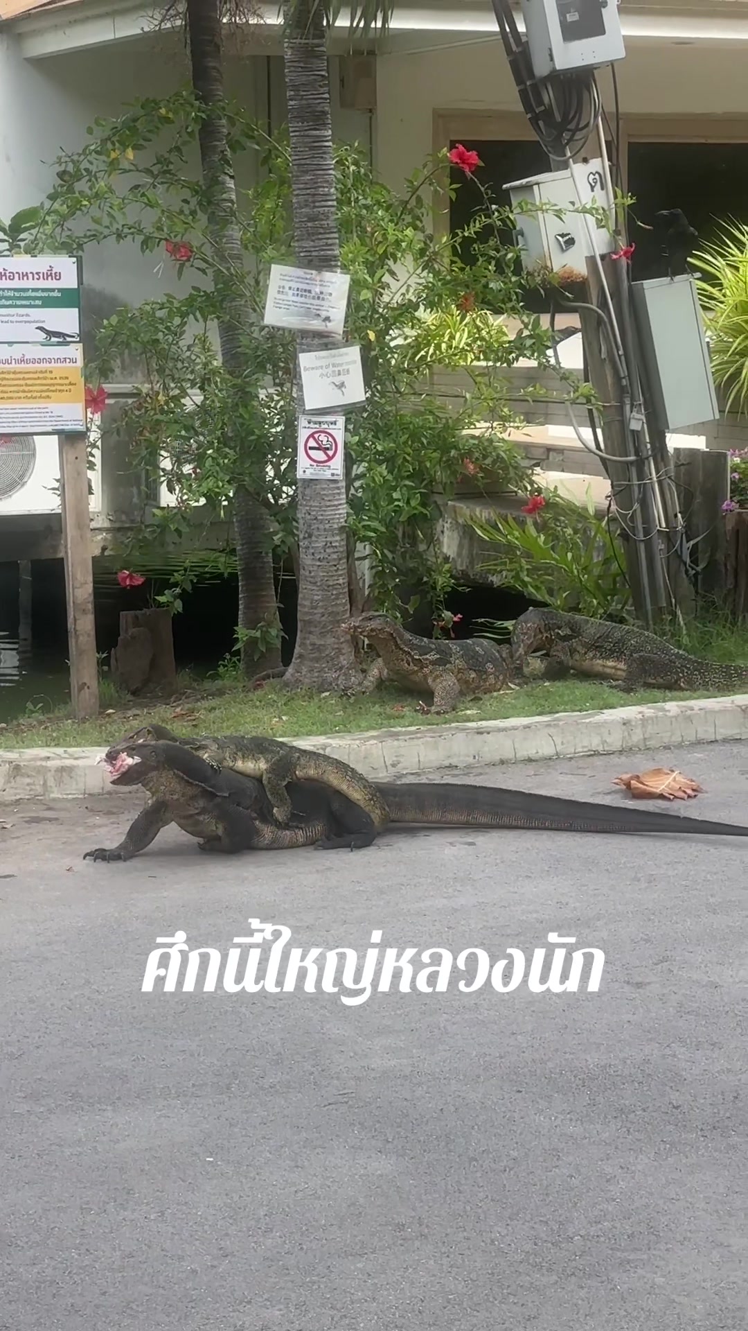 @_RUNGRANG🪼(รุงรัง)