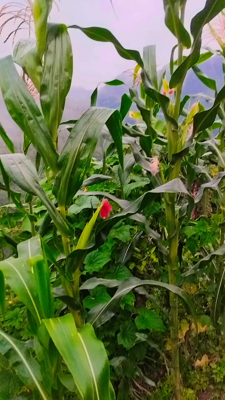 @𝗠𝗣 𝗦𝘂𝗯𝗲𝗱𝗶