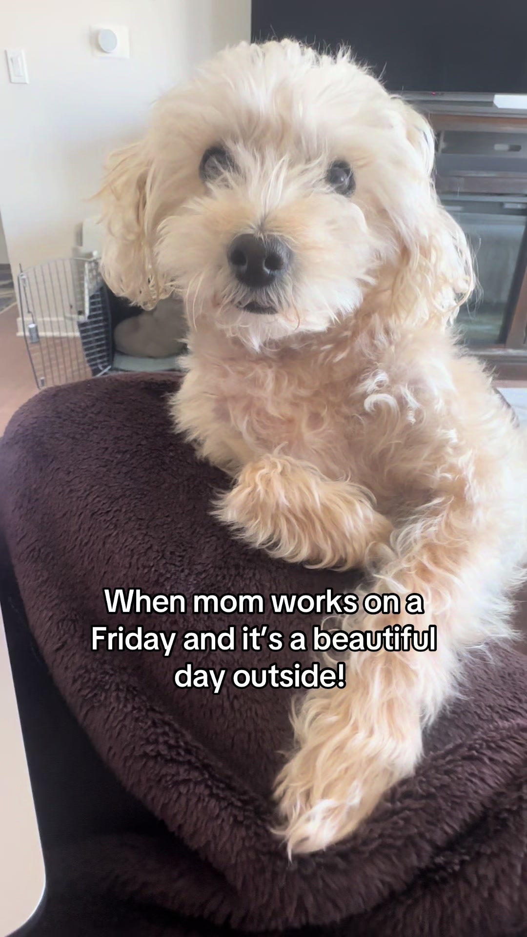 @He Was A PoodleBoi