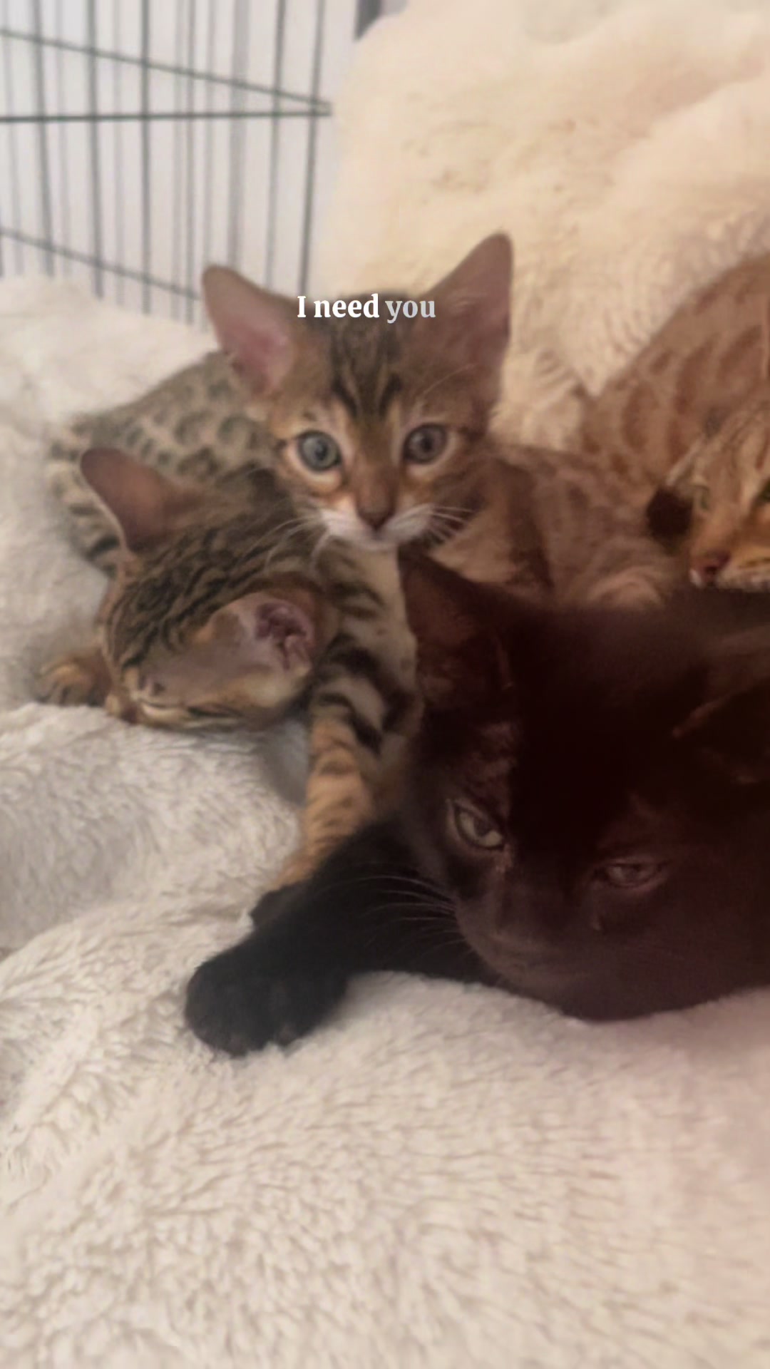 @sweet4bambi♥️Bengalkitten