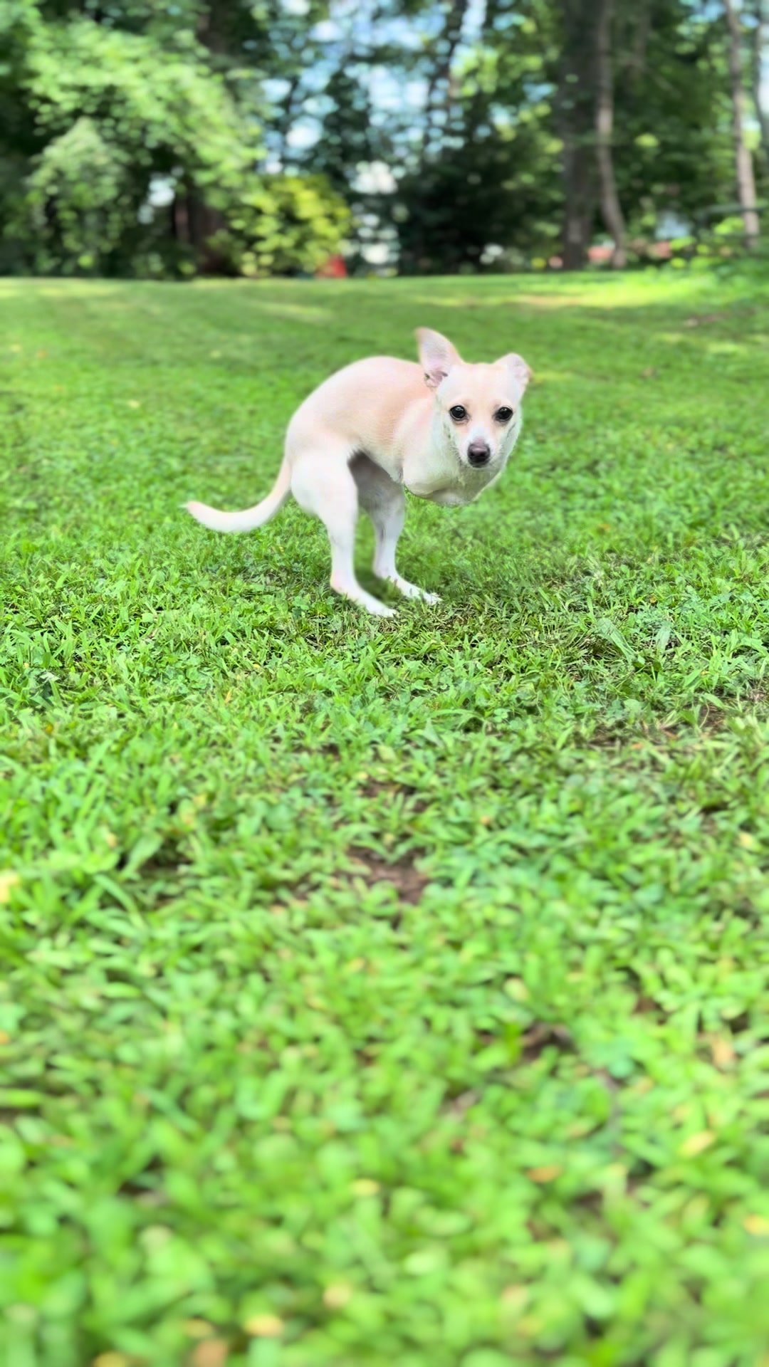 @2legdogs