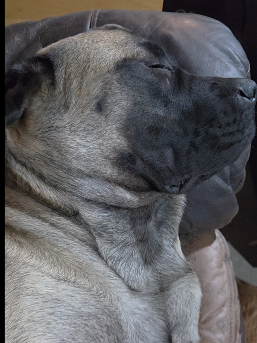 @Maple Mastiffs