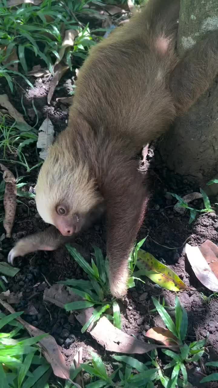 @Mundo Animal