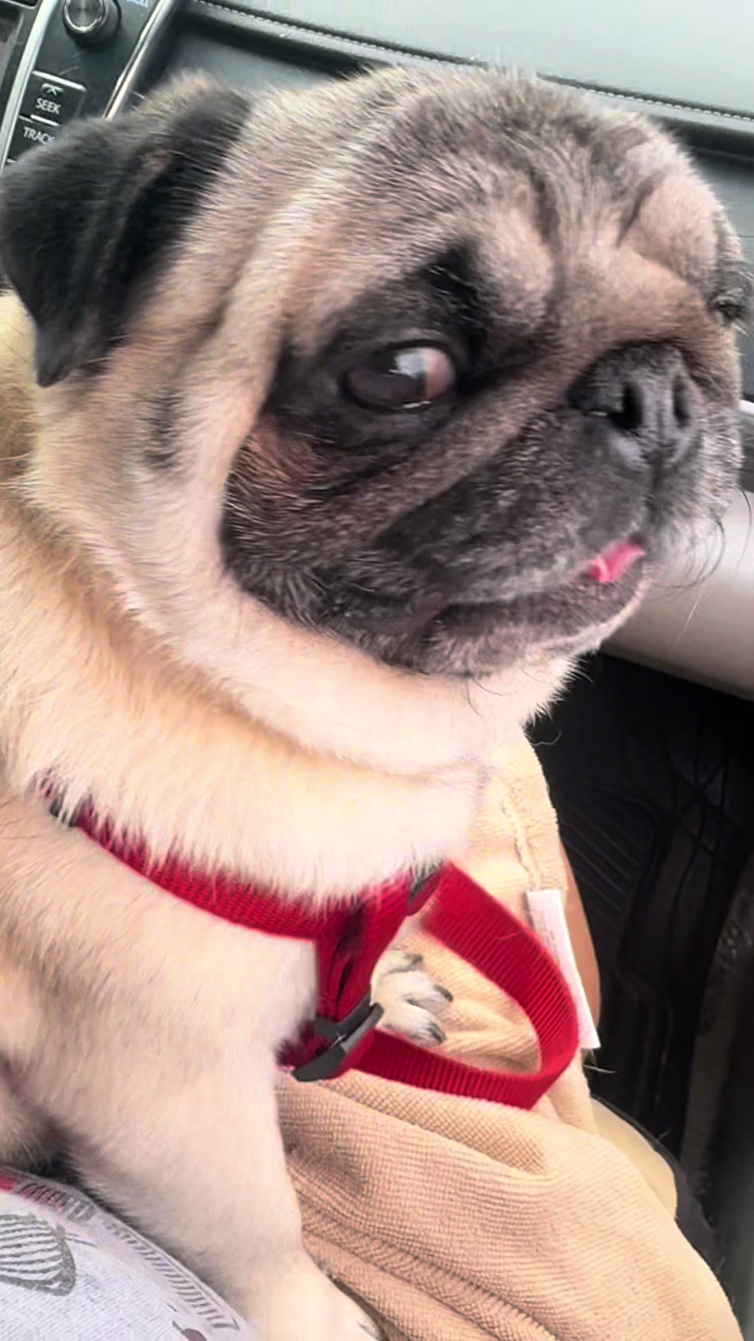 @Rocki the Pug ๐ถ