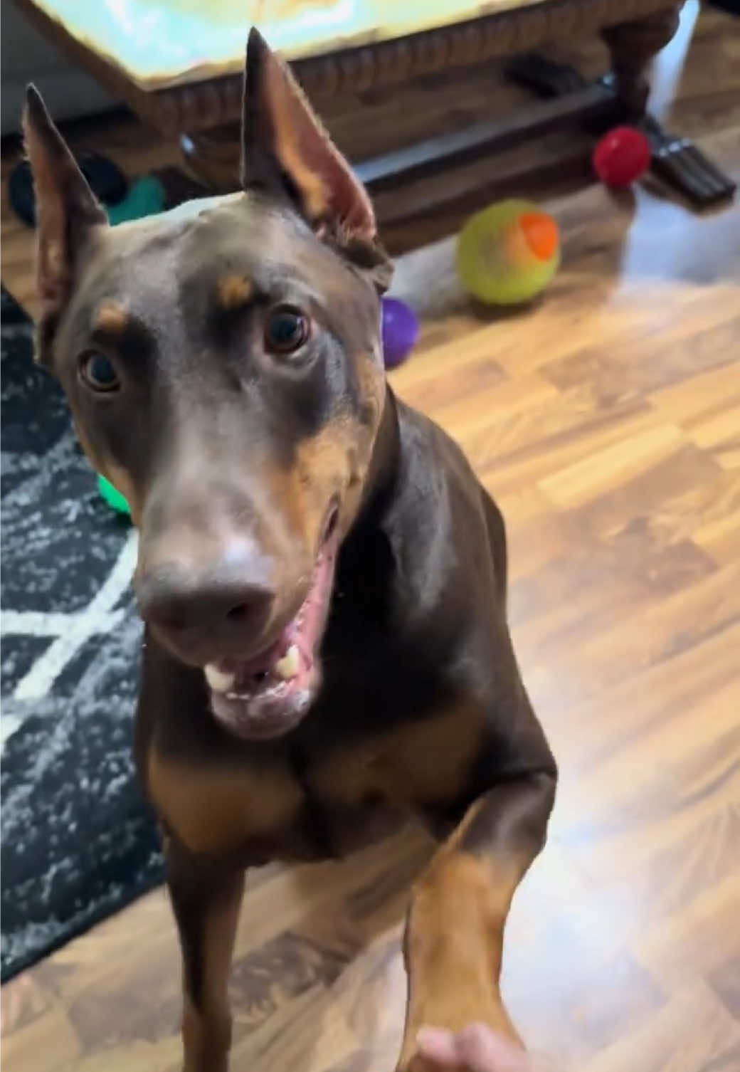 @Chocko The Doberman