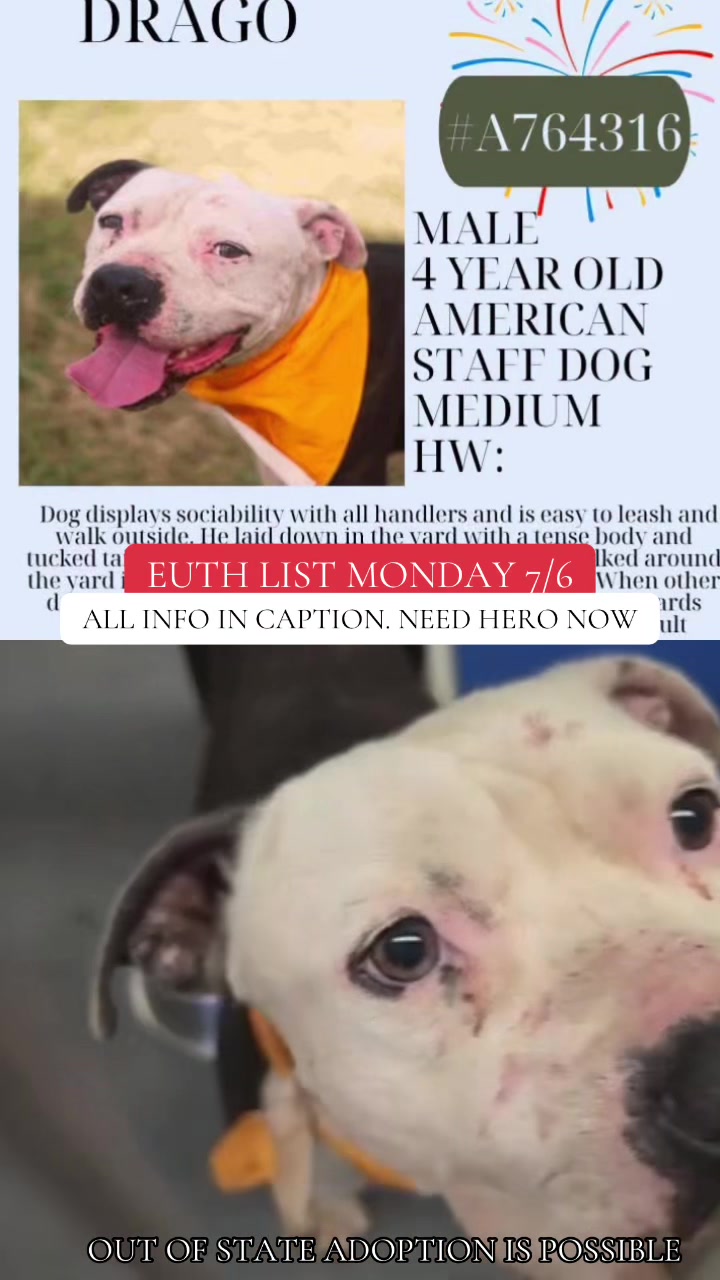 @@rescuedogs911