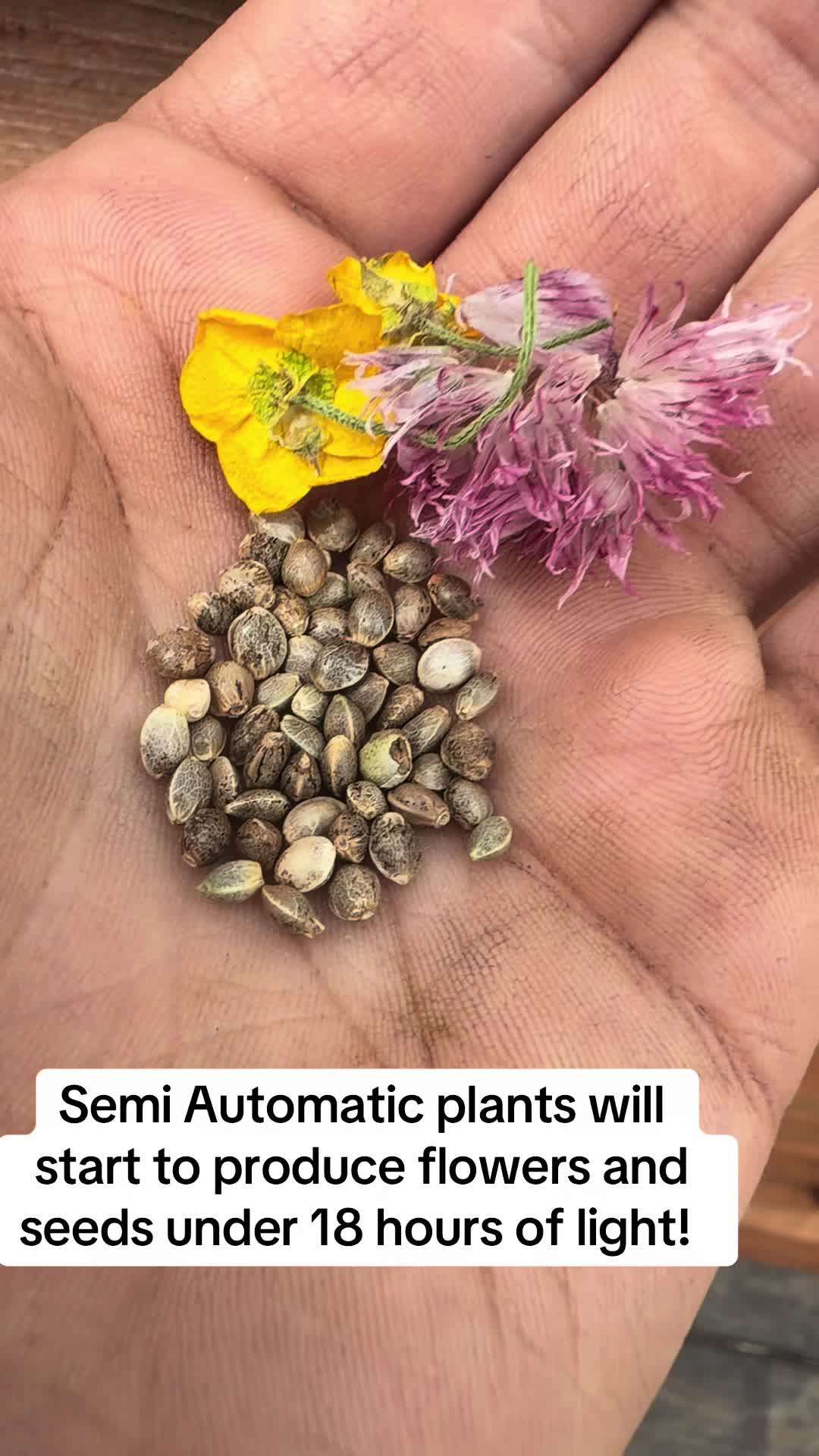 @SEEDTIVA