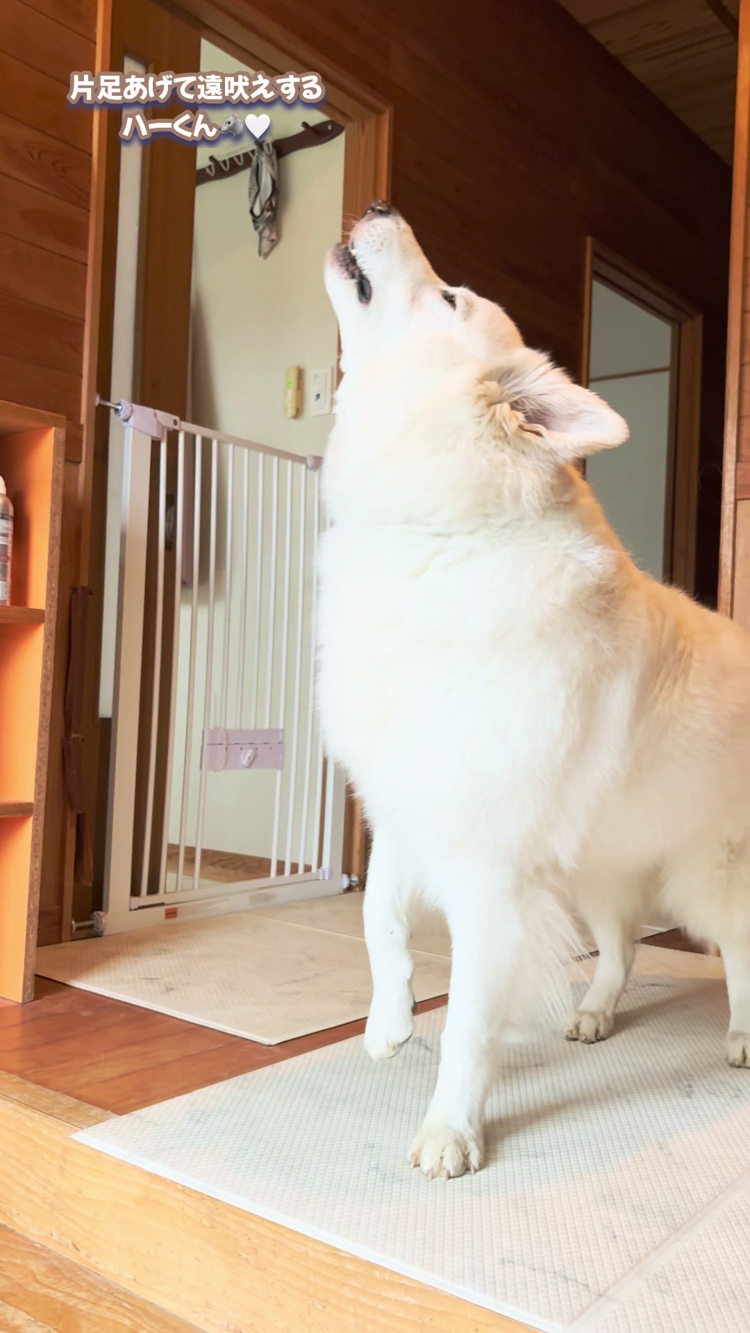 @ねこぷにもふ｜ホワイトシェパードのハクちゃん