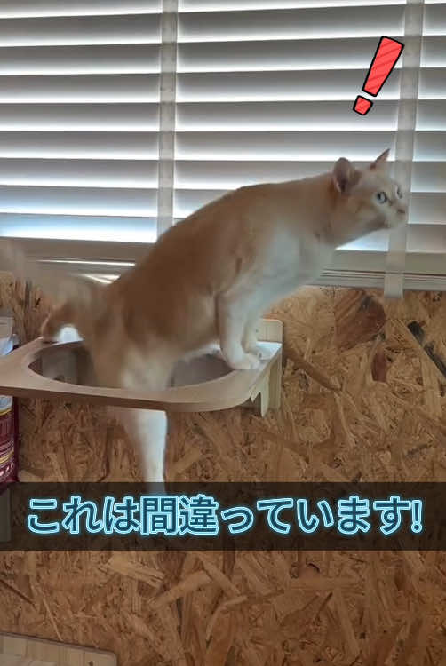 @dogandcattk2