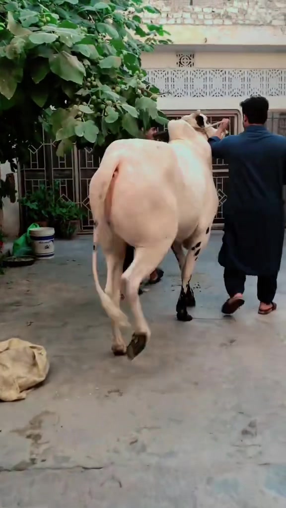 @نبیل راجپوت🔥