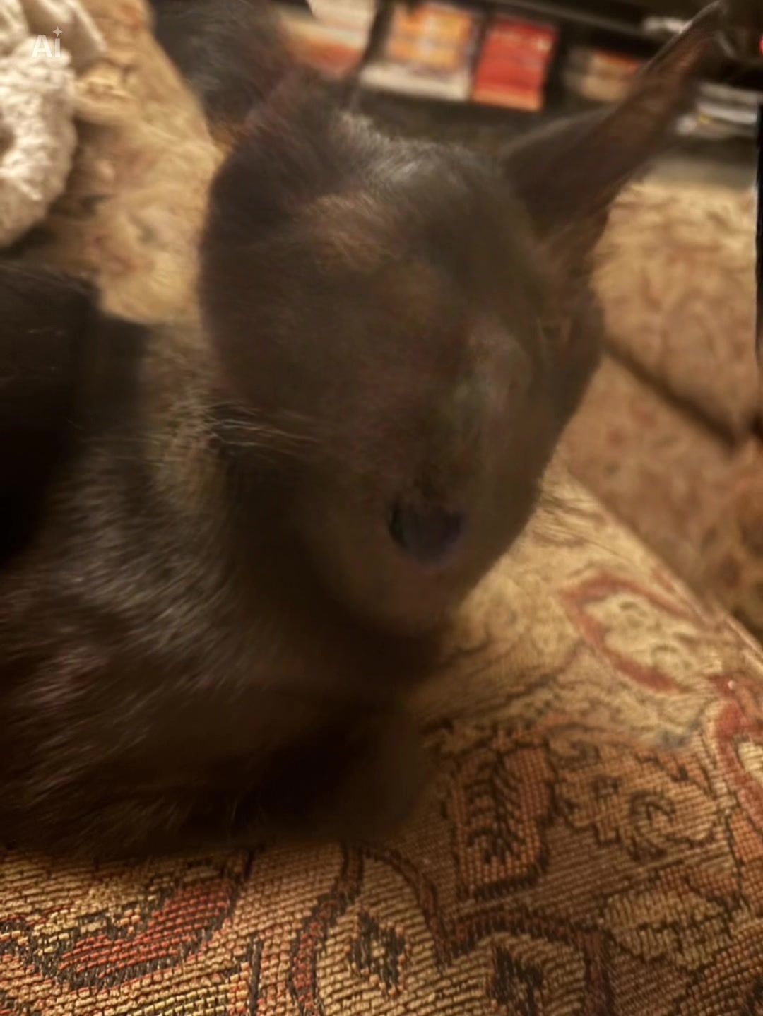 @CHARMANDER THE CAT!!