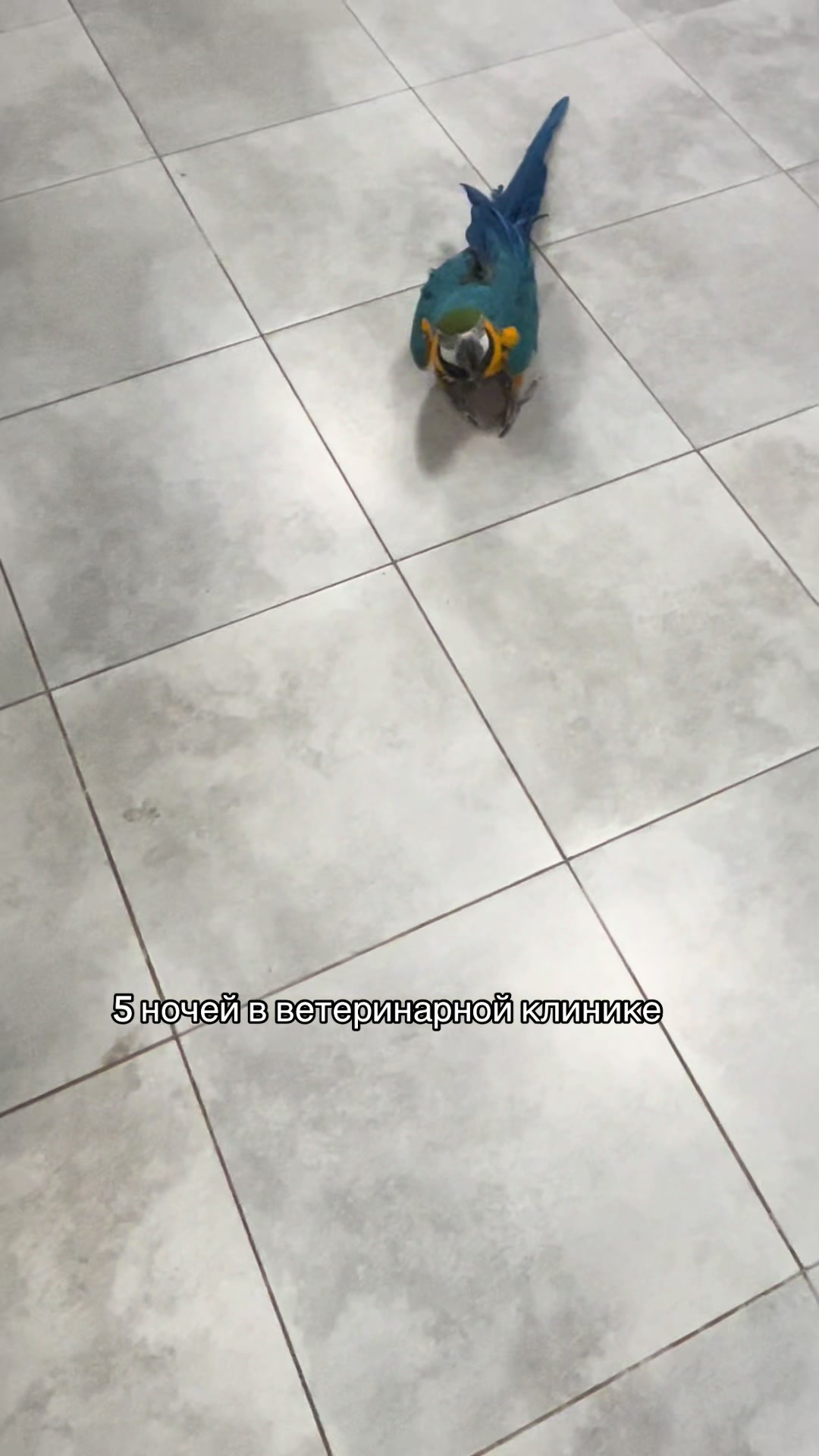 @овечкина