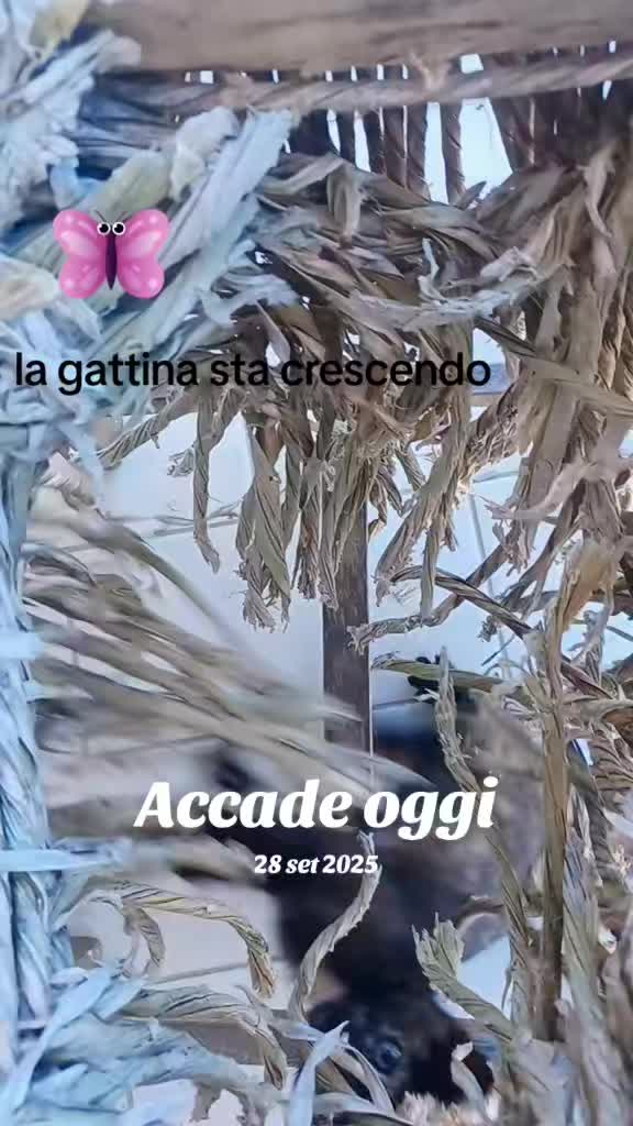 @amica dei gatti