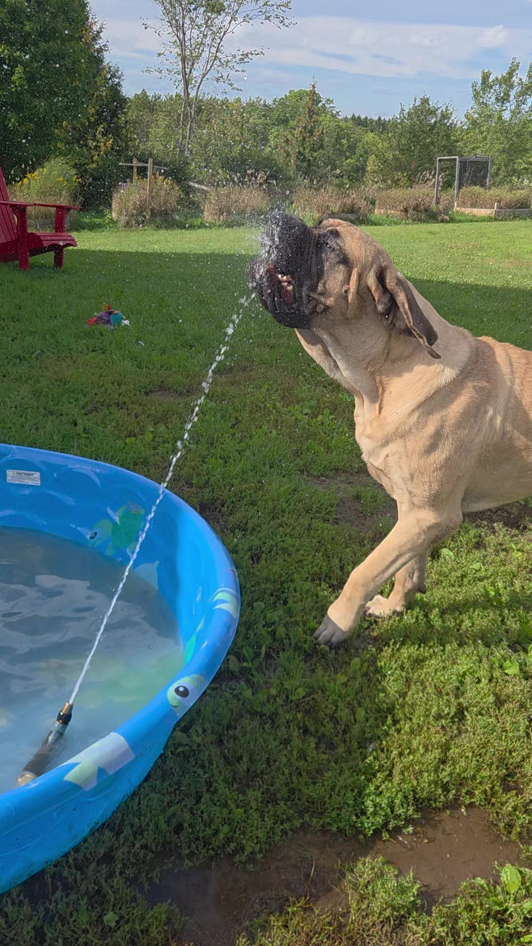 @Maple Mastiffs