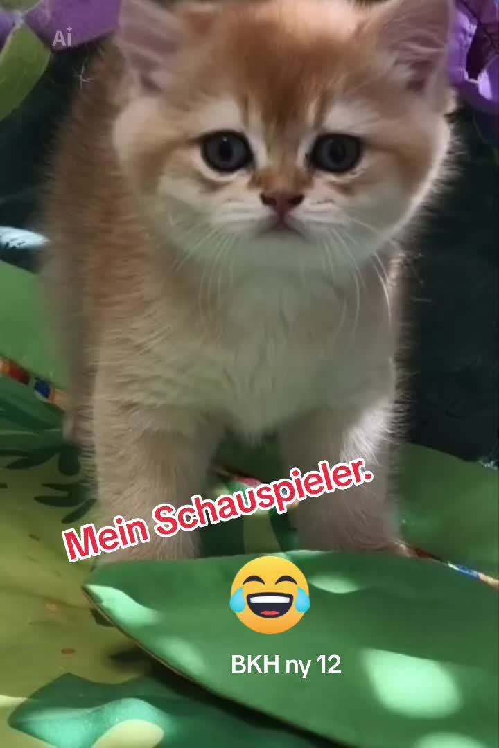 @аристократ