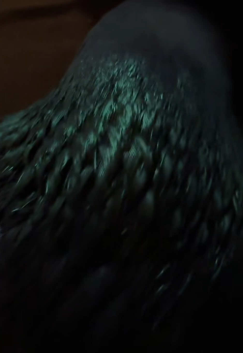 @Beebee The Pigeon