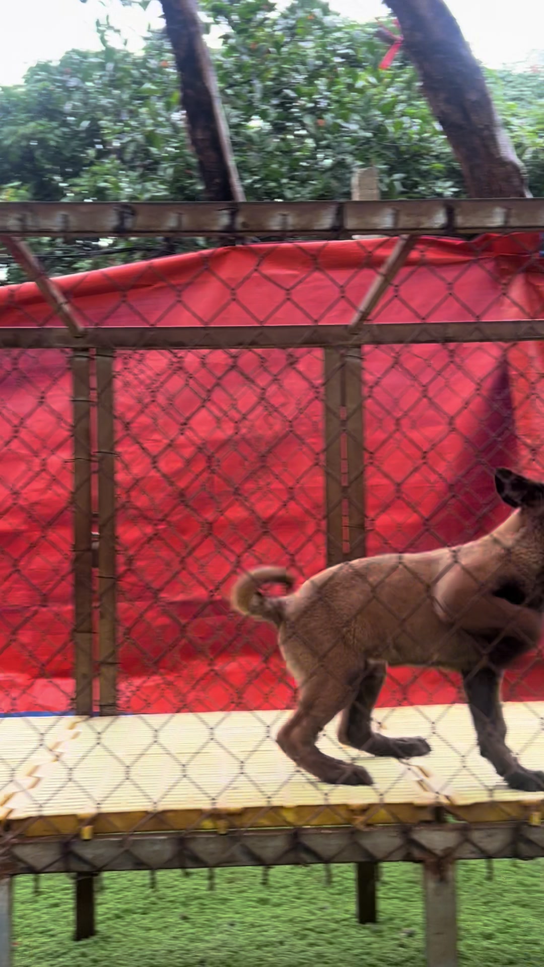 @Hồng long bi&ecirc;n malinois