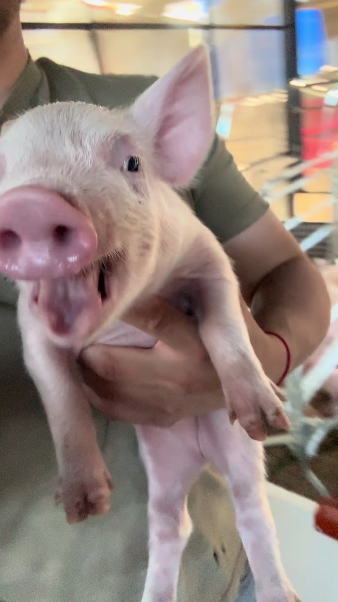 @Alan García 🇲🇽🐷🐖🐽