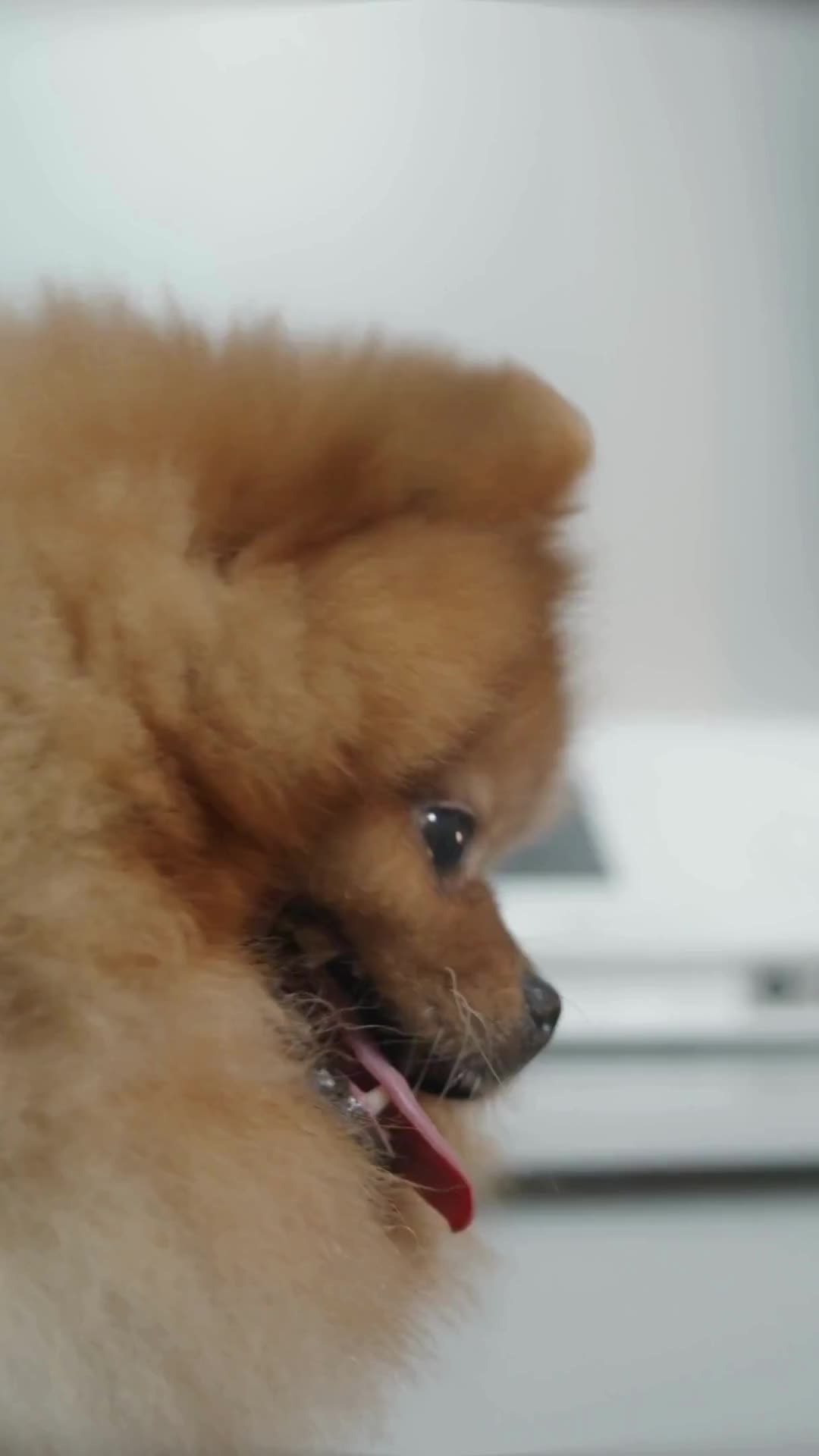 @1500円均一の犬服SHOP Pawschic パウスチック