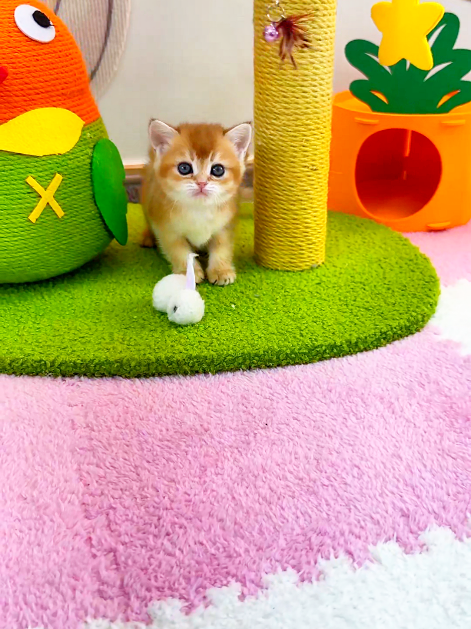 @핑발바닥은 못참는다냥🐱