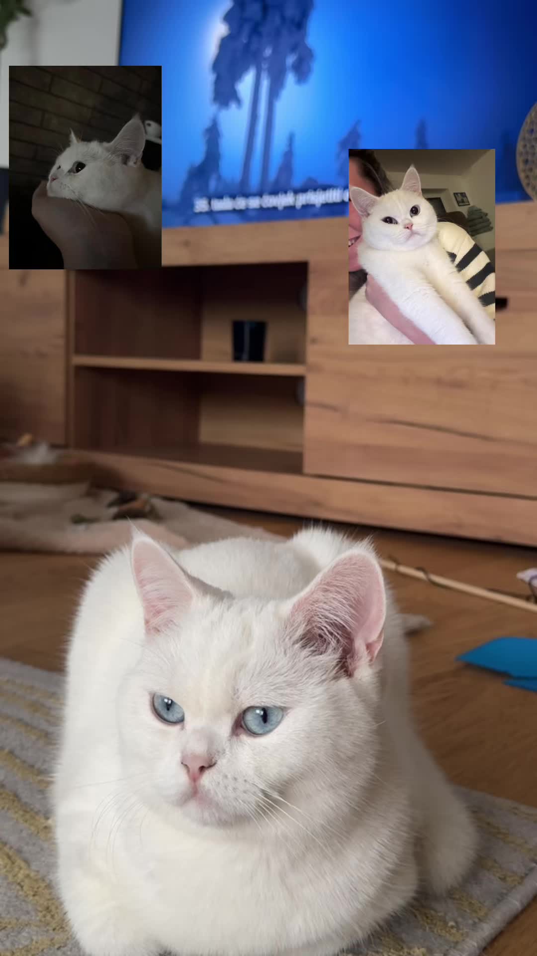 @Meliha Osmanović