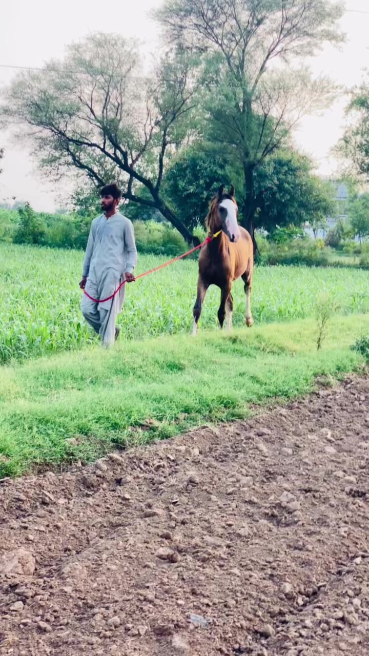 @cH🎠imran Ali  Bhatti 🥷🏻🫂🤫