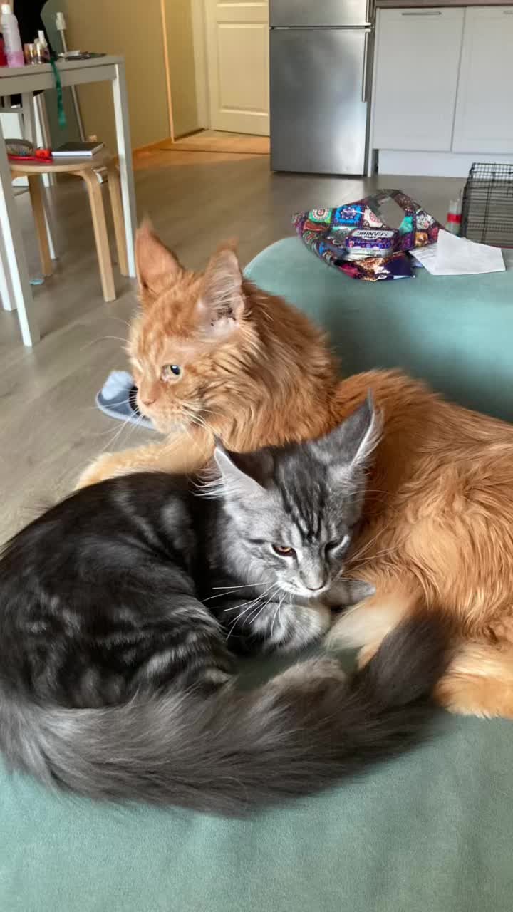 @minikuzia❤️skz