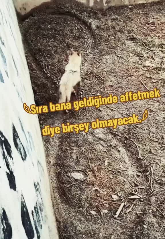 @Çizgi oSekilde.